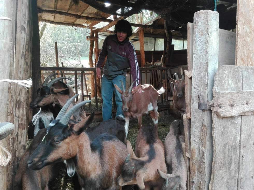 Le troupeau de chèvres de la ferme de Chenèvre