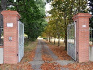 Allée de tilleuls centenaires