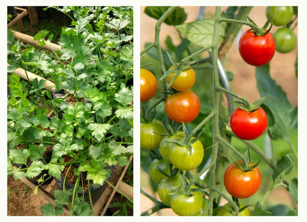 Le potager du Pradal Haut