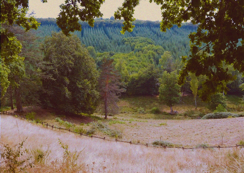Forêt de Salgos