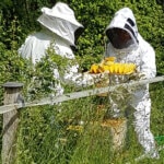 Apiculture