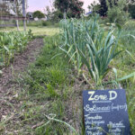 Potager