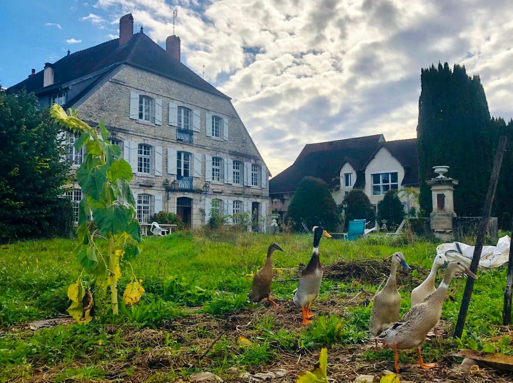 Maisons et canards | Clos de la Louve