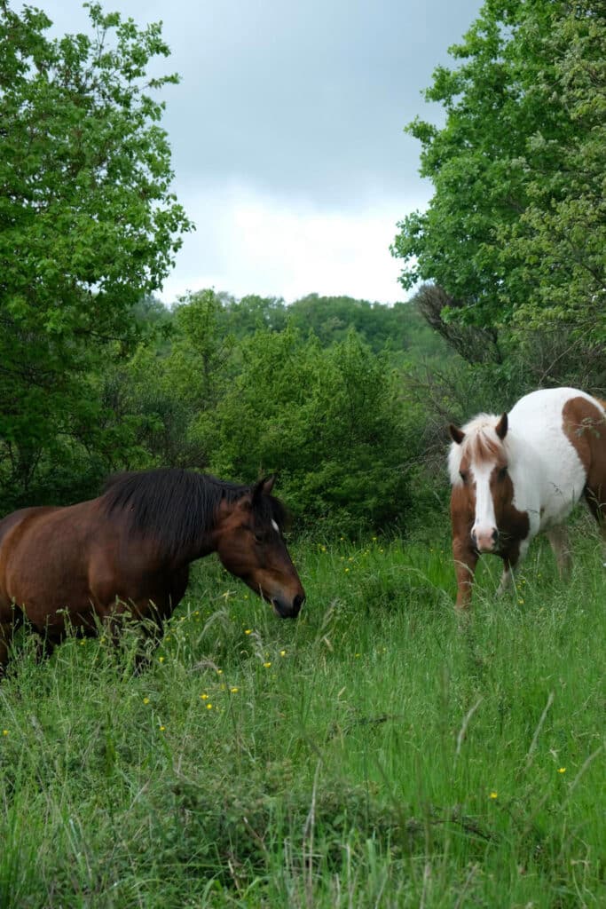 Pradal Haut | Chevaux