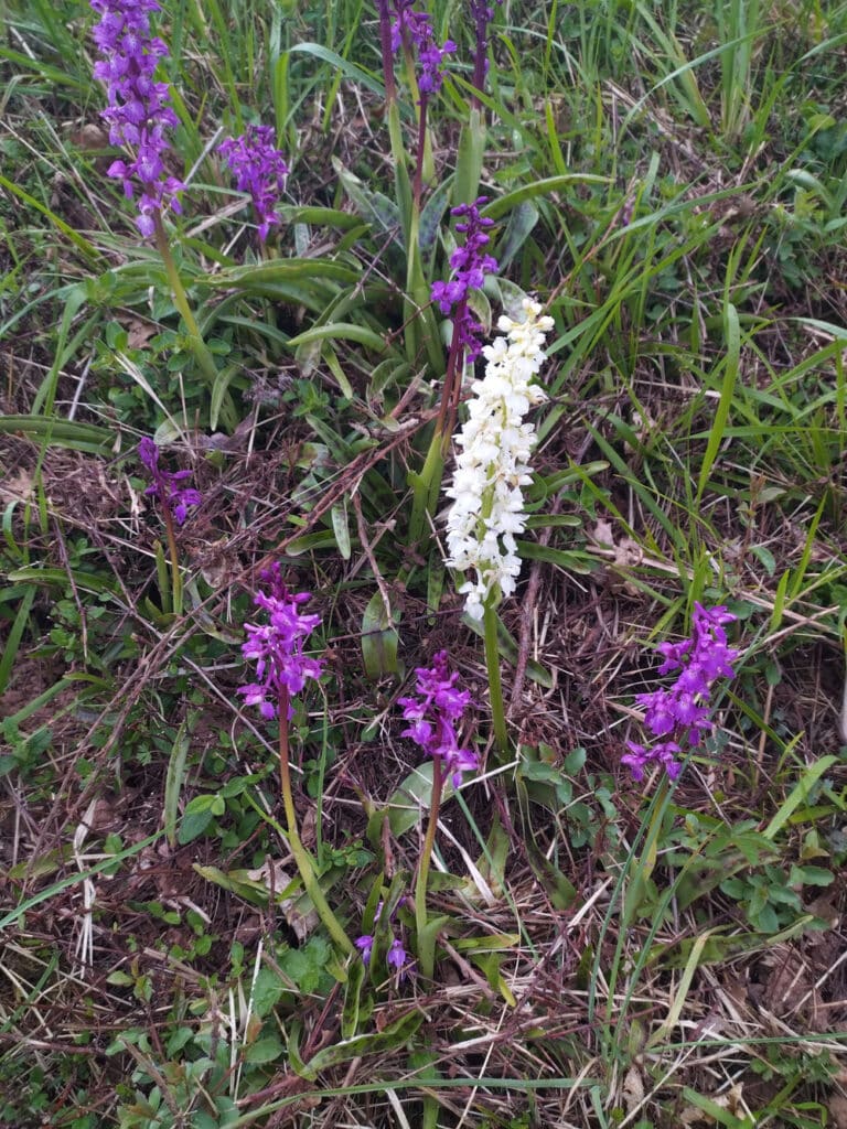 Pradal Haut | orchidees sauvages